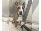 American Pit Bull Terrier-Australian Kelpie Mix DOG FOR ADOPTION RGADN-1364036 -