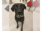 Labrador Retriever DOG FOR ADOPTION RGADN-1364037 - SPIDEY - Labrador Retriever