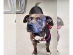 Catahoula Leopard Dog DOG FOR ADOPTION RGADN-1364111 - TEDDY - Catahoula Leopard