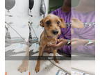 Norfolk Terrier Mix DOG FOR ADOPTION RGADN-1364143 - ROOFUS - Norfolk Terrier /