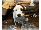 American Pit Bull Terrier Mix DOG FOR ADOPTION RGADN-1364216 - Enzo - Hound /