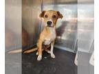 Boxer Mix DOG FOR ADOPTION RGADN-1364548 - ALLEN - Boxer / Mixed (medium coat)