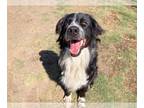 Border Collie Mix DOG FOR ADOPTION RGADN-1364582 - COLE - Border Collie /