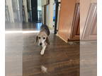 Beagle DOG FOR ADOPTION RGADN-1364634 - Gladys - Beagle (short coat) Dog For