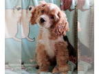 Cocker Spaniel DOG FOR ADOPTION RGADN-1364701 - Liam - Cocker Spaniel Dog For