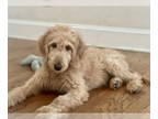 Golden Retriever Mix DOG FOR ADOPTION RGADN-1364705 - Rigatoni - Golden