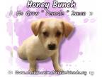 Huskies -Retriever Mix DOG FOR ADOPTION RGADN-1364816 - Honey Bunch - Husky /