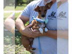 Toy Rat Doxie DOG FOR ADOPTION RGADN-1364912 - Lil Bit - Dachshund / Rat Terrier