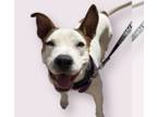 Bull Terrier Mix DOG FOR ADOPTION RGADN-1364973 - ORIANNA - Bull Terrier / Mixed