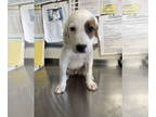 Border Collie-English Setter Mix DOG FOR ADOPTION RGADN-1365094 - Yankee -