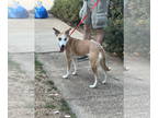 Greyhound Mix DOG FOR ADOPTION RGADN-1365107 - Army - Shepherd / Greyhound /