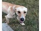 Labrador Retriever-Whippet Mix DOG FOR ADOPTION RGADN-1365346 - Alice Ann -