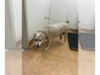 Weimaraner Mix DOG FOR ADOPTION RGADN-1365581 - SHADOW - Weimaraner / Mixed