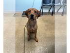 Coonhound Mix DOG FOR ADOPTION RGADN-1365615 - Harper - Coonhound / Mixed (short