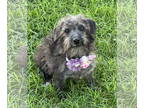 Poodle (Miniature) Mix DOG FOR ADOPTION RGADN-1365646 - Eli - Schnauzer / Poodle