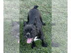 Boston Terrier DOG FOR ADOPTION RGADN-1365656 - Jade - Boston Terrier / French