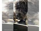 Miniature Schnauzer-Poodle (Standard) Mix DOG FOR ADOPTION RGADN-1365660 - ANN -