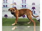 Bullboxer Pit DOG FOR ADOPTION RGADN-1365666 - CLEO - Pit Bull Terrier / Boxer /