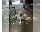 Great Pyrenees DOG FOR ADOPTION RGADN-1365721 - Bear - Great Pyrenees Dog For