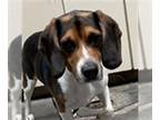 Beagle DOG FOR ADOPTION RGADN-1365803 - SNOOPY - Beagle (medium coat) Dog For