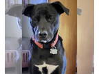 Labrador Retriever Mix DOG FOR ADOPTION RGADN-1366090 - Bruce - Labrador