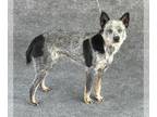 Australian Cattle Dog DOG FOR ADOPTION RGADN-1366234 - *ETTA - Queensland Heeler