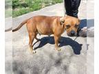 Boxer Mix DOG FOR ADOPTION RGADN-1366264 - DAISY - Boxer / Mixed (medium coat)