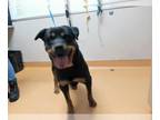 Rottweiler DOG FOR ADOPTION RGADN-1366269 - NAMI - Rottweiler (medium coat) Dog