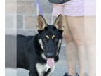 German Shepherd Dog Mix DOG FOR ADOPTION RGADN-1366516 - ACE - German Shepherd