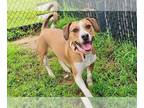 Boxer Mix DOG FOR ADOPTION RGADN-1366617 - Bunny - Hound / Boxer / Mixed Dog For