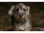 Buster, Schnauzer (miniature) For Adoption In Homer Glen, Illinois