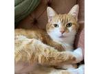 Rhythm, Domestic Shorthair For Adoption In Cincinnati, Ohio