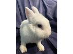 Paige, Netherland Dwarf For Adoption In West Palm Beach, Florida