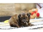 Shih-Poo Puppy for sale in Cambridge, OH, USA