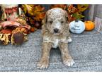 Mutt Puppy for sale in Fort Wayne, IN, USA