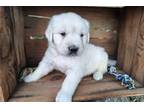 Golden Retriever Puppy for sale in Mansfield, OH, USA