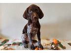 German Shorthaired Pointer Puppy for sale in North Platte, NE, USA