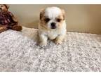 Pekingese Puppy for sale in Springfield, MO, USA