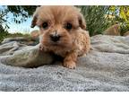 Maltipoo Puppy for sale in Richmond, IN, USA