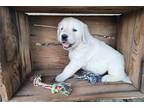 Golden Retriever Puppy for sale in Mansfield, OH, USA