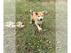 Shiba Inu PUPPY FOR SALE ADN-827612 - Rusty