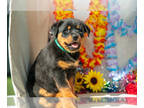 Rottweiler PUPPY FOR SALE ADN-827582 - Gorgeous Rottweiler Puppies