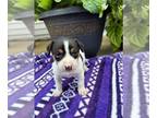 Rat Terrier PUPPY FOR SALE ADN-827448 - Rat Terrier For Sale Tampico IL