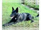 German Shepherd Dog DOG FOR ADOPTION ADN-827464 - Black German Shepherd