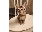 Ju-mi, Domestic Shorthair For Adoption In Wheaton, Illinois