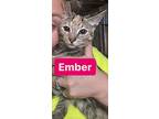 Ember, Domestic Shorthair For Adoption In Spring Lake, New Jersey