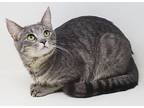 Honey Is As Delightful As Her, Russian Blue For Adoption In South Salem