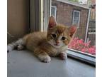 Dreamcatcher, Domestic Shorthair For Adoption In Philadelphia, Pennsylvania