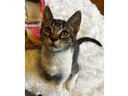 Duck, Domestic Shorthair For Adoption In Philadelphia, Pennsylvania