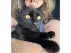 Jasmine, Domestic Shorthair For Adoption In Woodland, California